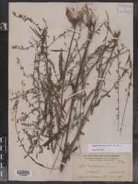 Symphyotrichum tradescantii image