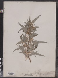 Xanthium spinosum image