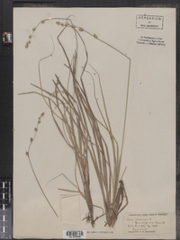 Carex canescens ssp. disjuncta image