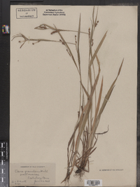 Carex granularis image