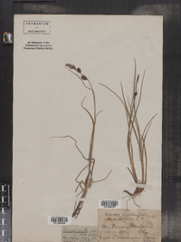 Carex pulla image