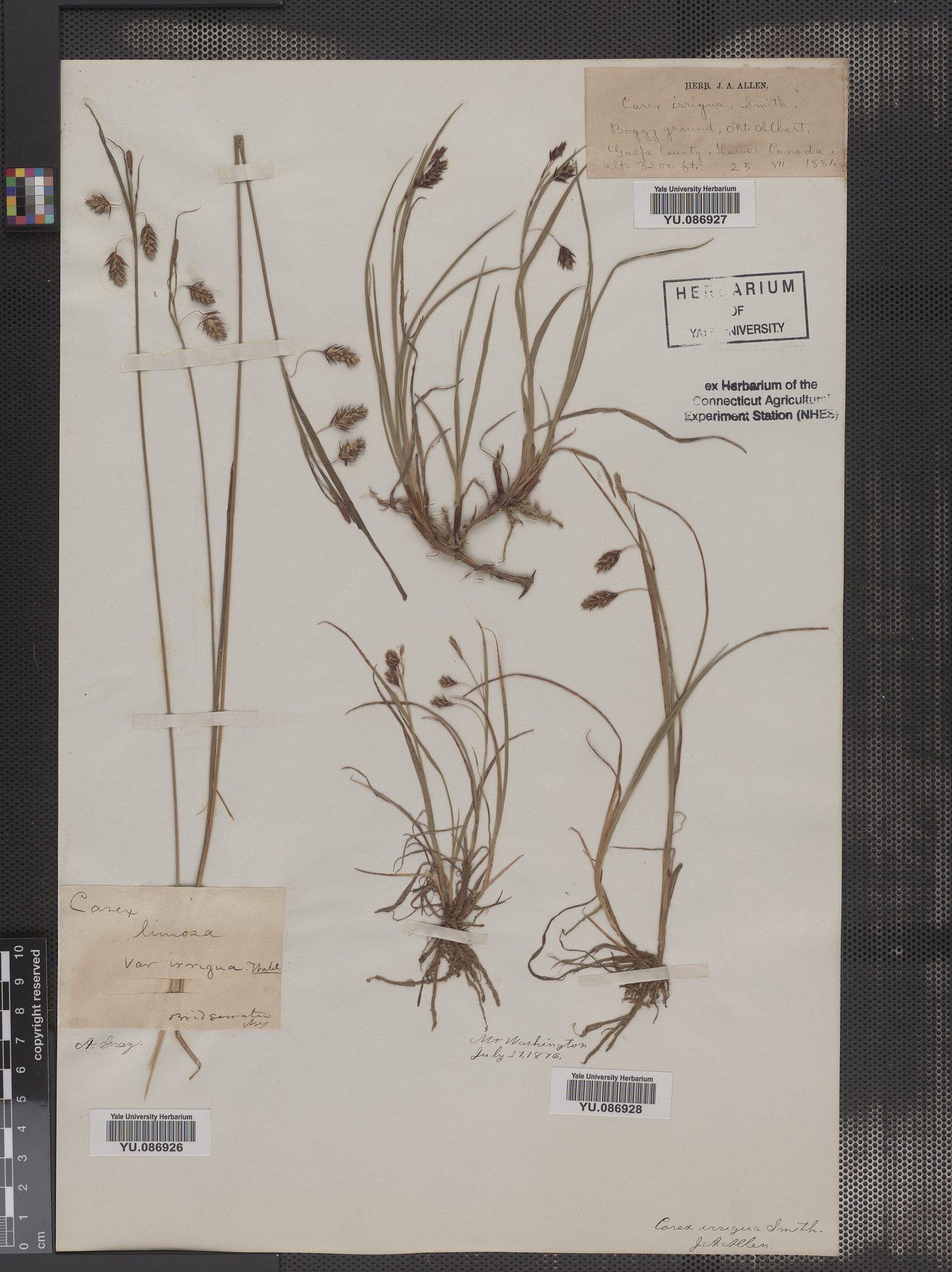 Carex irrigua image