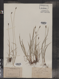 Carex alpina image