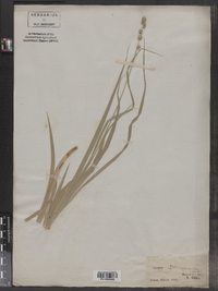 Carex sparganioides image