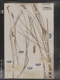 Carex festucacea image