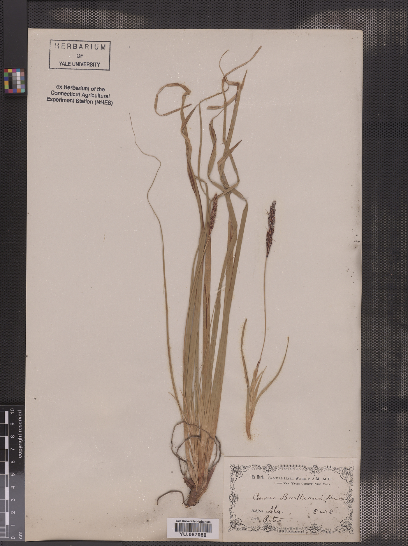 Carex boottiana image