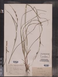 Carex depauperata image