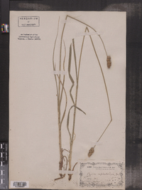 Carex cephaloidea image