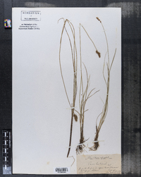 Carex teretiuscula image
