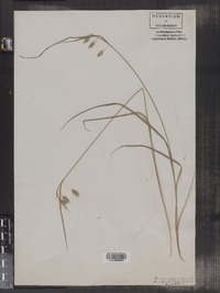 Carex irrigua image