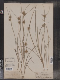 Carex rostrata image