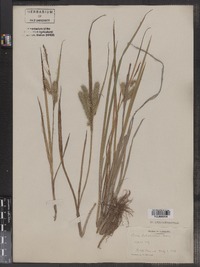 Carex schweinitzii image