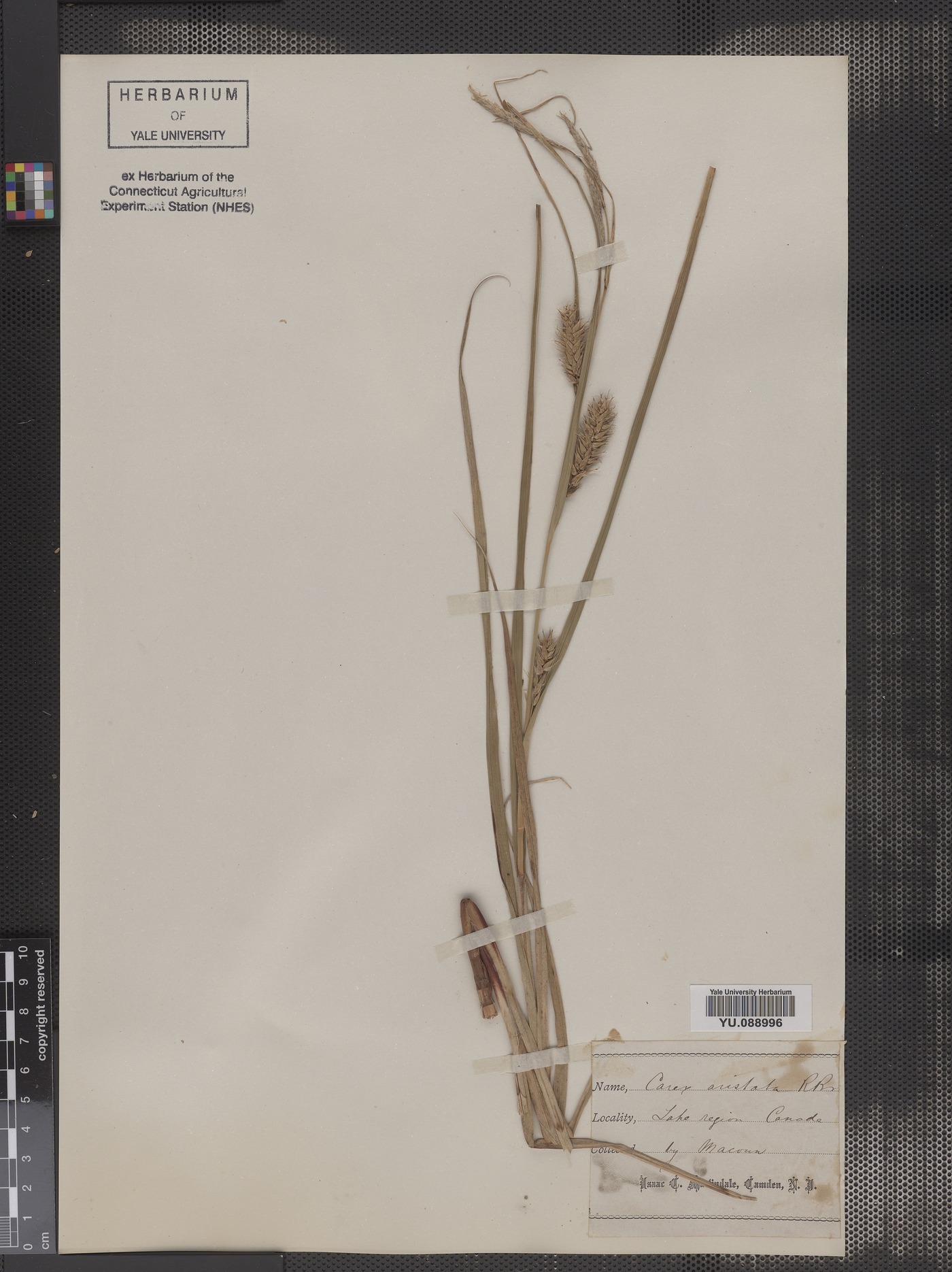 Carex aristata image