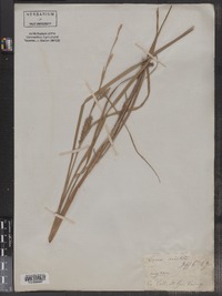 Carex aristata image