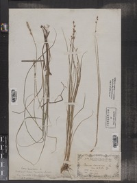 Carex canescens var. vitilis image