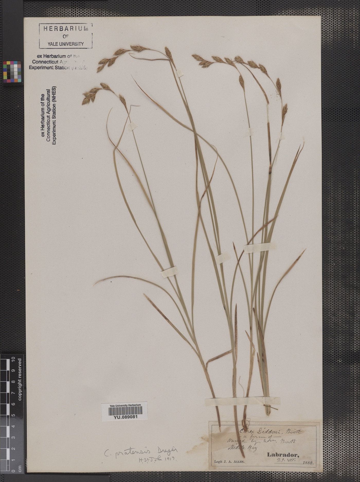 Carex liddonii image