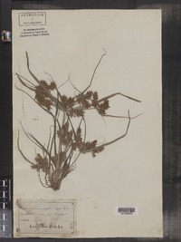 Cyperus erythrorhizos image