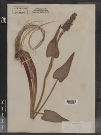 Pontederia cordata image