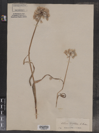 Image of Allium bisceptrum