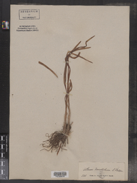 Image of Allium brevistylum