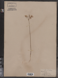 Image of Allium unifolium