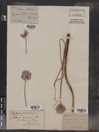 Image of Allium falcifolium