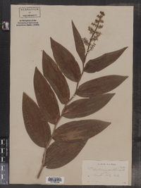 Maianthemum racemosum ssp. amplexicaule image