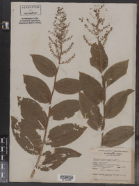Maianthemum racemosum ssp. amplexicaule image