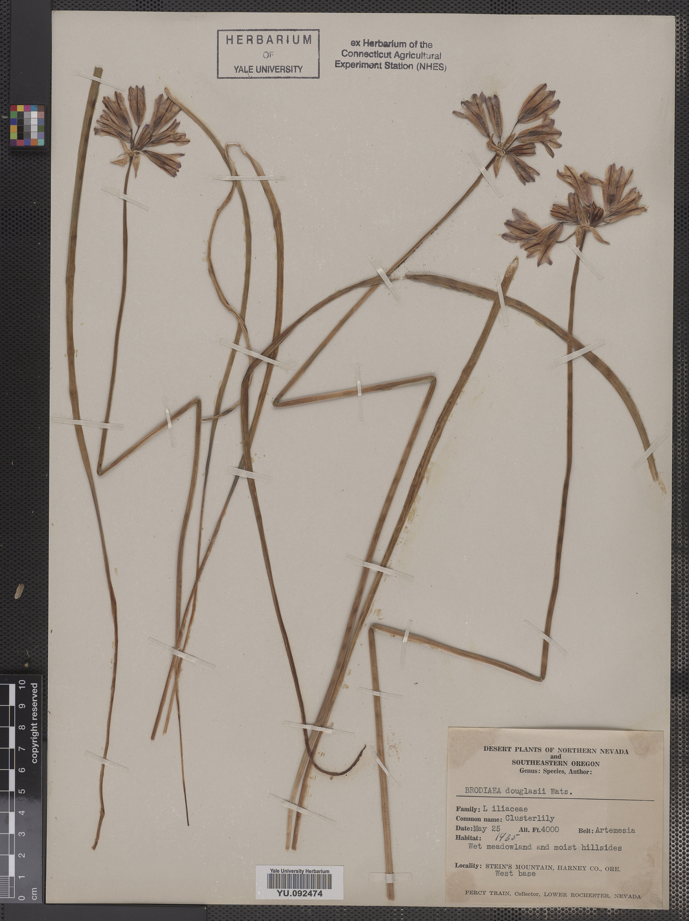 Triteleia grandiflora var. grandiflora image