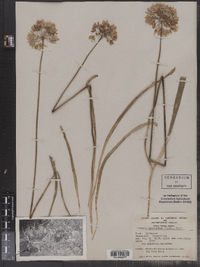Image of Triteleia hyacinthina