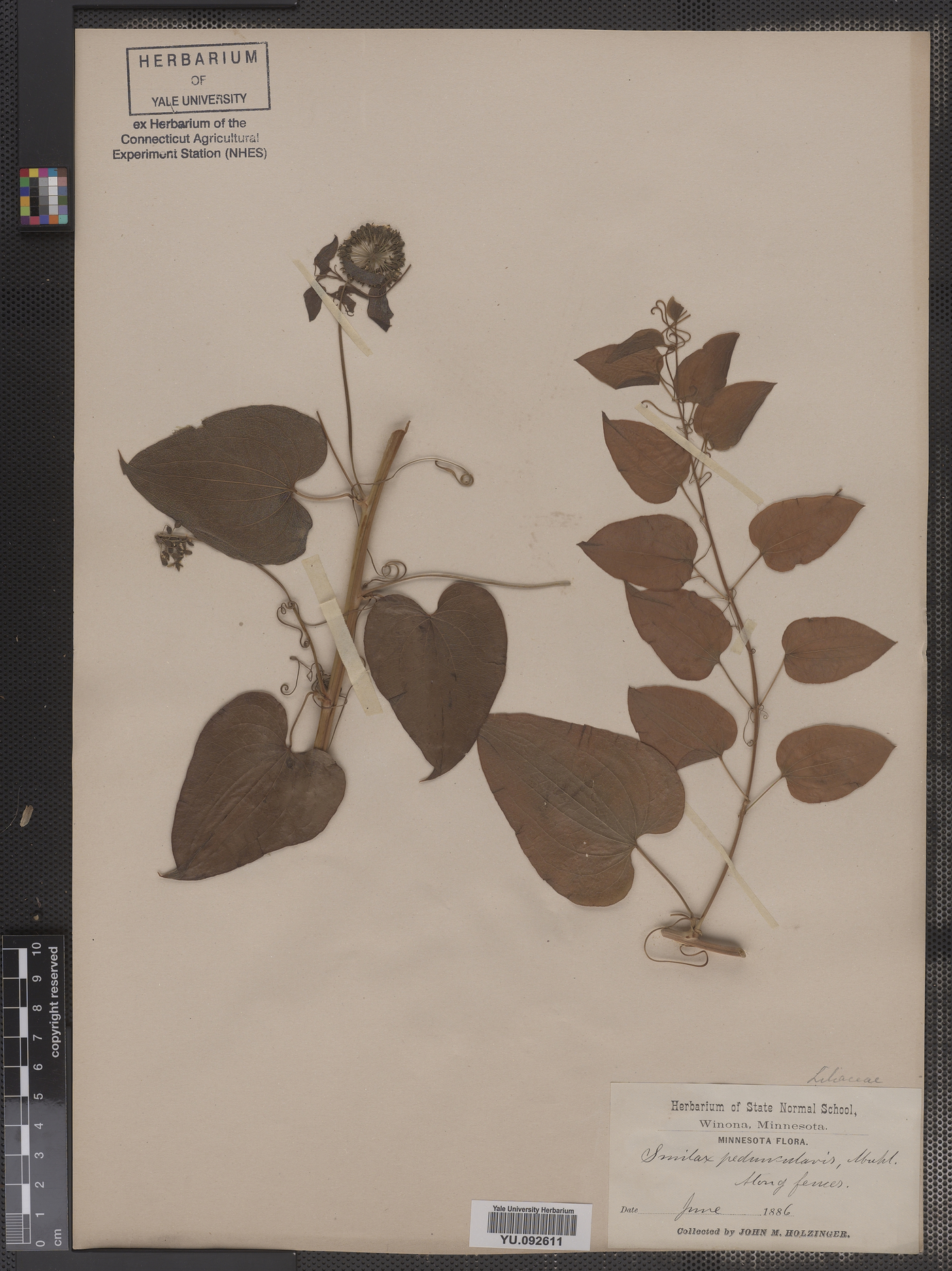 Smilax peduncularis image