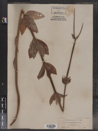 Lilium columbianum image