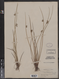 Juncus effusus image