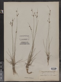 Juncus tenuis image