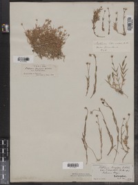 Stellaria longipes ssp. longipes image