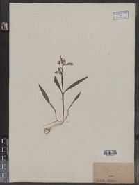 Claytonia virginica image