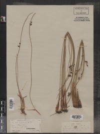 Juncus arcticus ssp. littoralis image