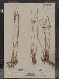 Juncus arcticus ssp. littoralis image