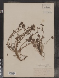 Image of Cochlearia cyclocarpa