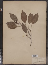 Alnus japonica image