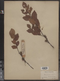 Image of Betula pumilia