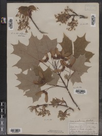 Acer saccharum image