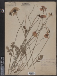 Papaver alpinum image