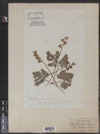 Dicentra cucullaria image