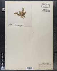 Astragalus exscapus image