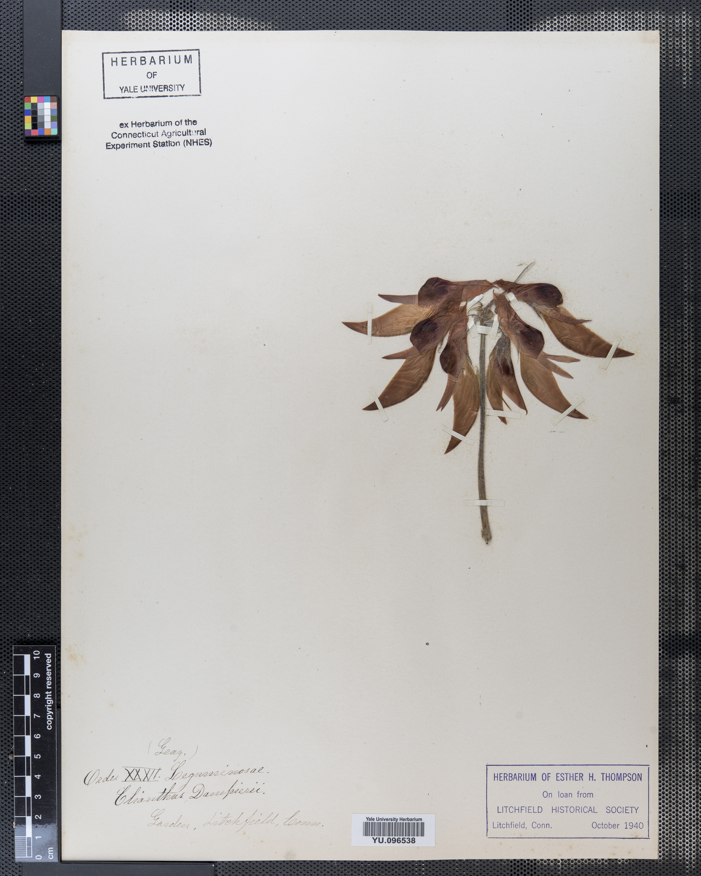 Clianthus dampieri image