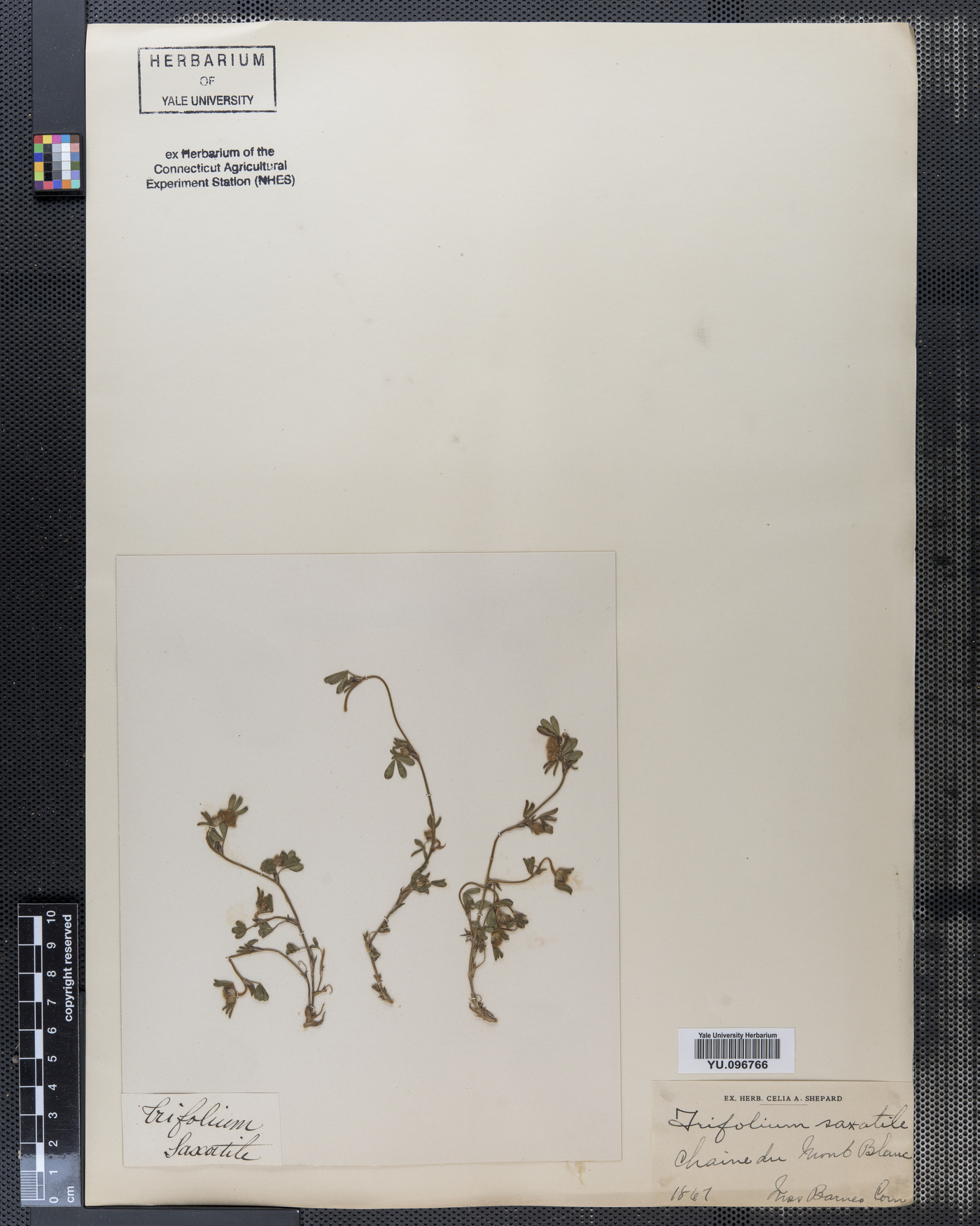 Trifolium saxatile image