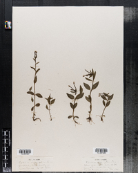 Epilobium origanifolium image