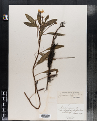 Ludwigia peploides ssp. glabrescens image