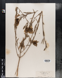 Clarkia amoena ssp. amoena image